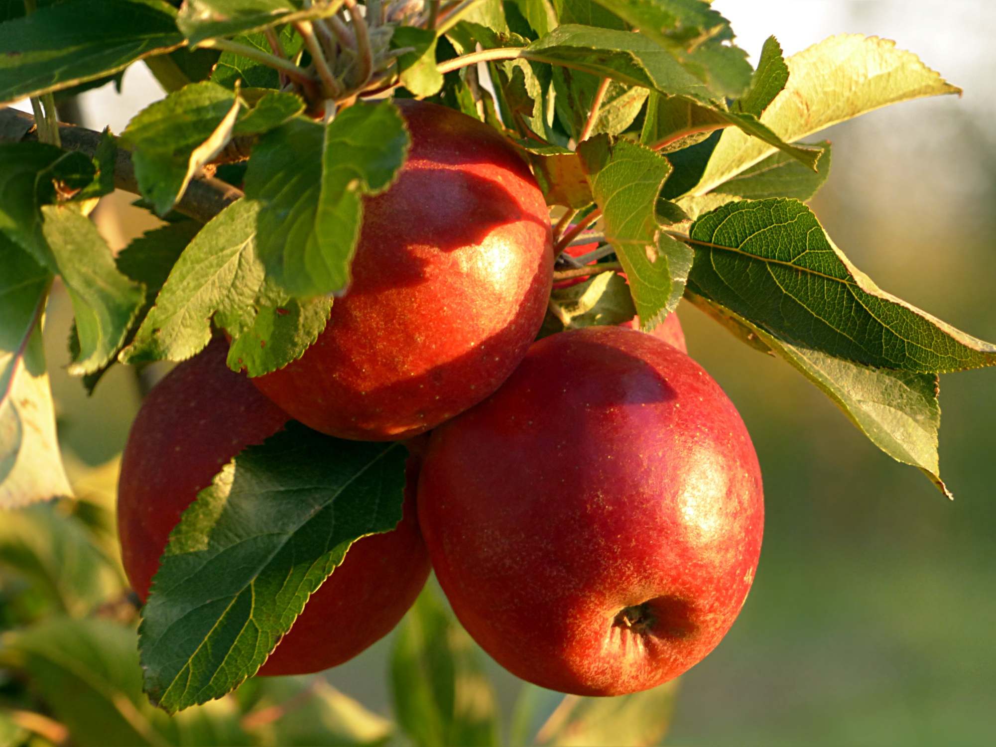 The Apple: A Symbol of Sweet Beginnings - Rosh Hashanah Traditions and Fun Facts - Jewselry